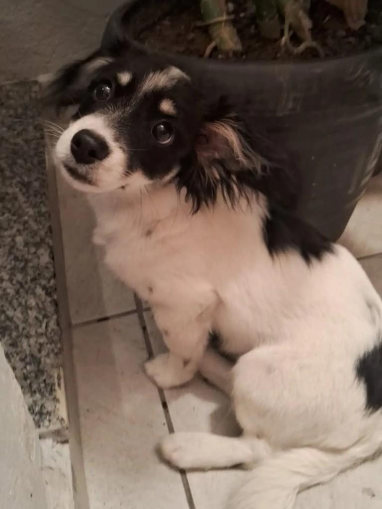 Mel, cadela de porte pequeno para adoção em Tijucas - SC