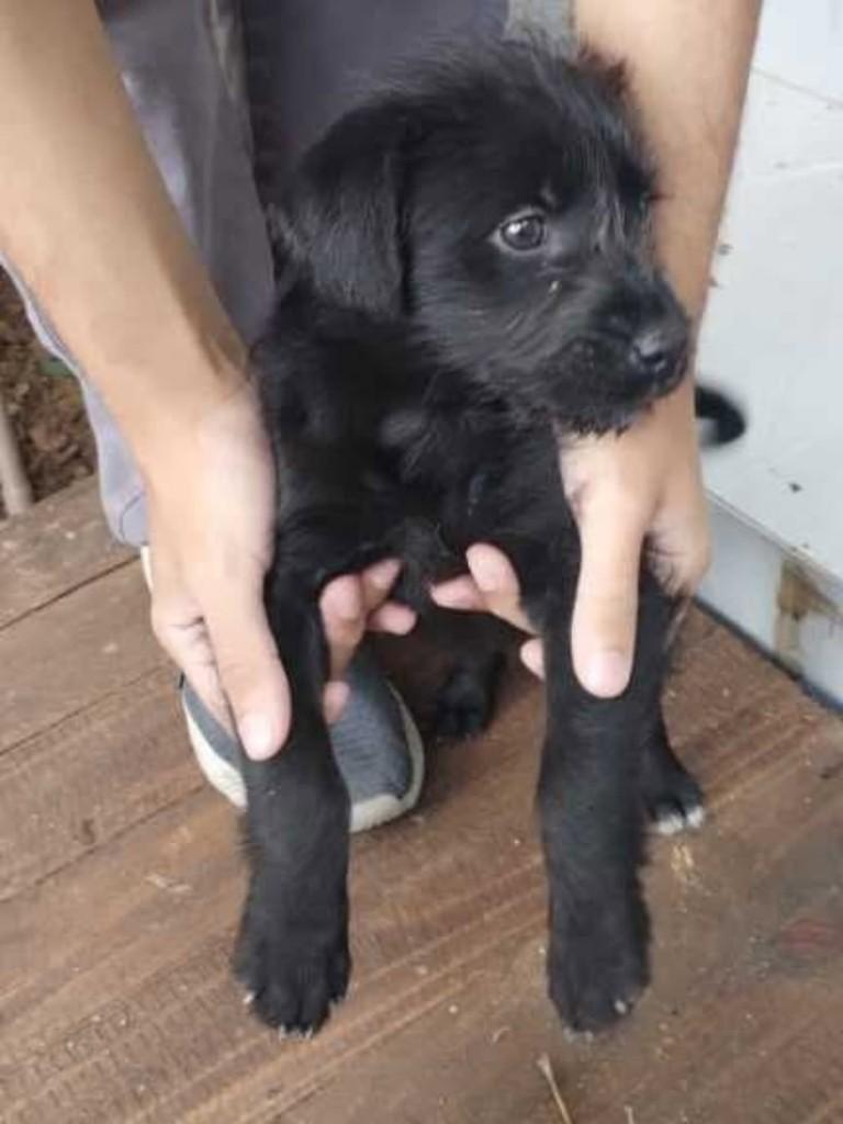 Este pequeno, cachorro de porte pequeno para adoção em Tijucas - SC
