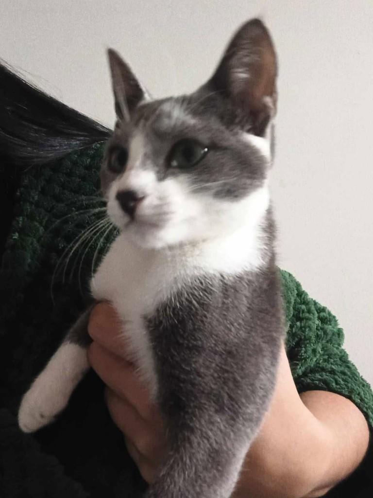 Linda, gata de porte pequeno para adoção em Tijucas - SC