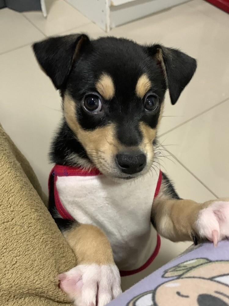 Linda, cachorro de porte médio para adoção em Tijucas - SC