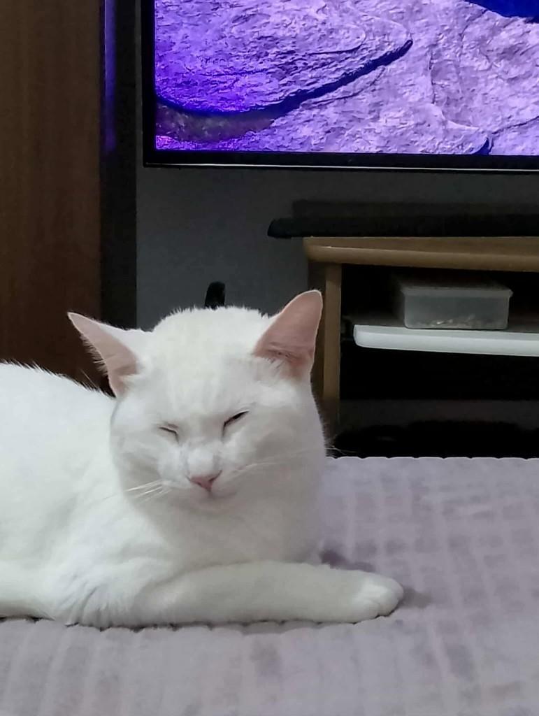 Chantilly, gata de porte médio para adoção em Tijucas - SC