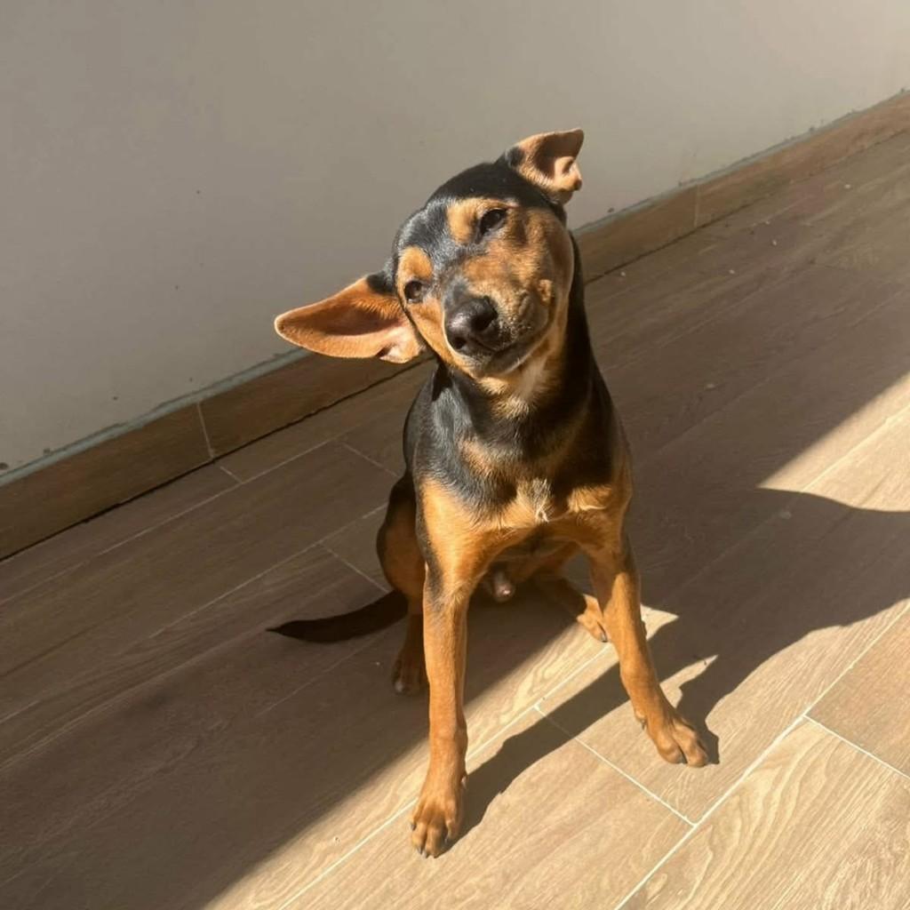 Pequeno, cachorro de porte pequeno para adoção em Tijucas - SC