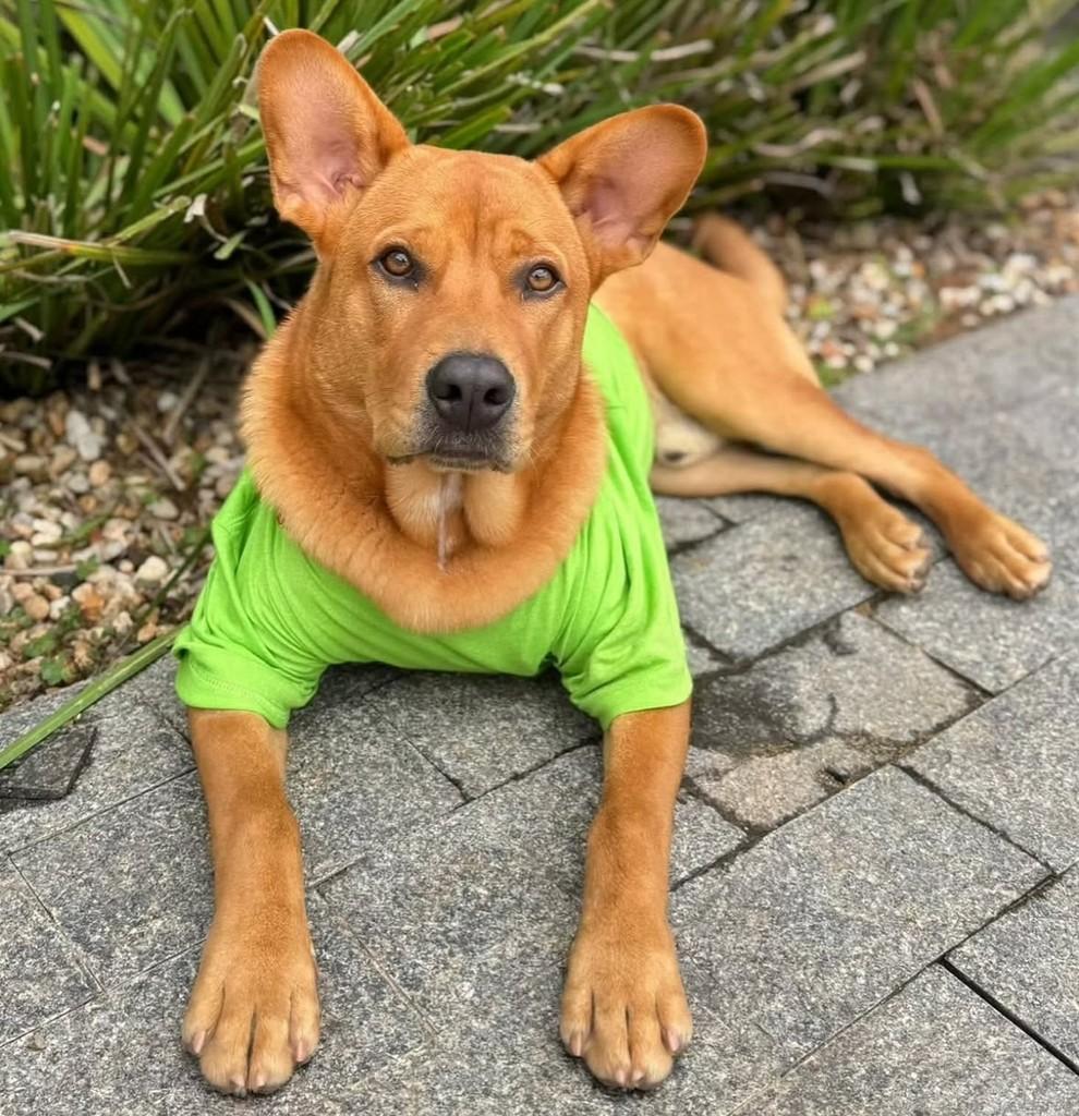 Fred, cachorro de porte pequeno para adoção em Tijucas - SC