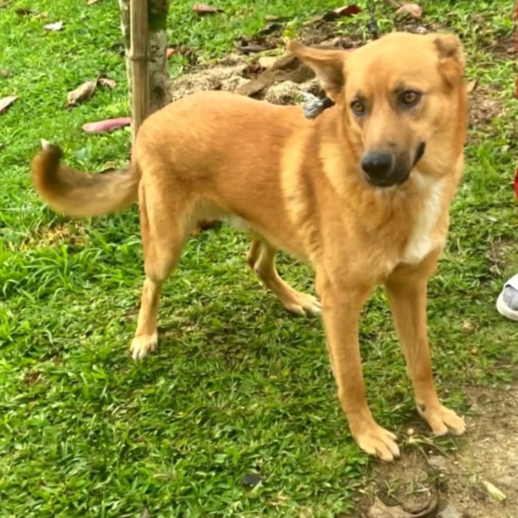 Faíska, cachorro de porte médio para adoção em Tijucas - SC