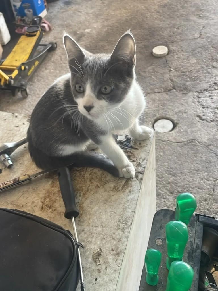 Mocinho, gato de porte pequeno para adoção em Tijucas - SC