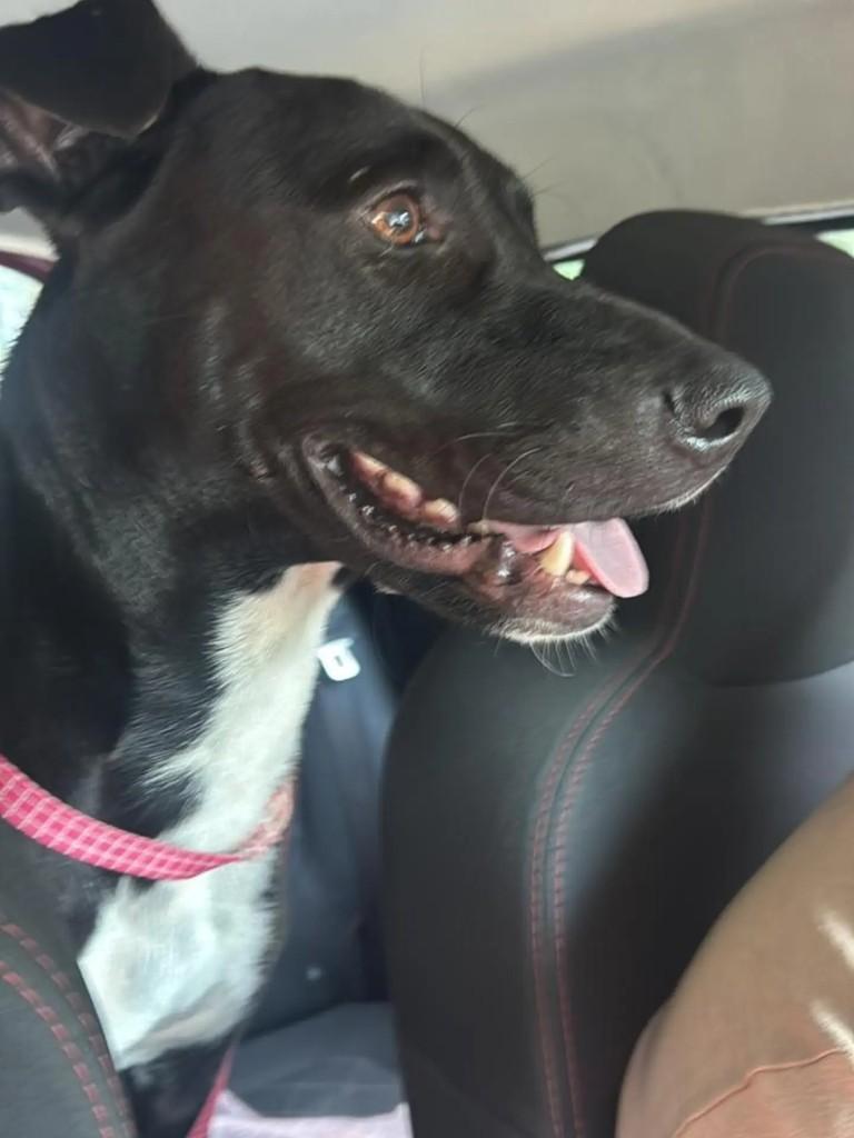 Supino, cachorro de porte grande para adoção em Tijucas - SC