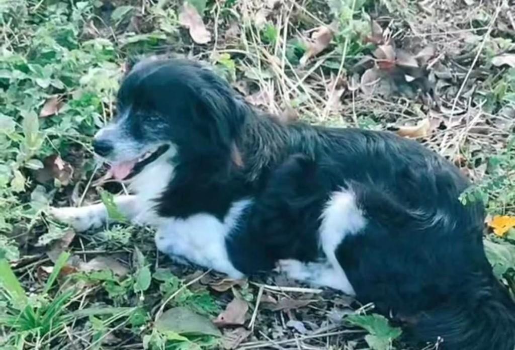 Neguinho, cachorro de porte pequeno para adoção em Tijucas - SC