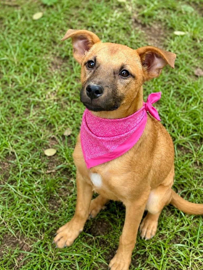Maria, cadela de porte pequeno para adoção em Tijucas - SC