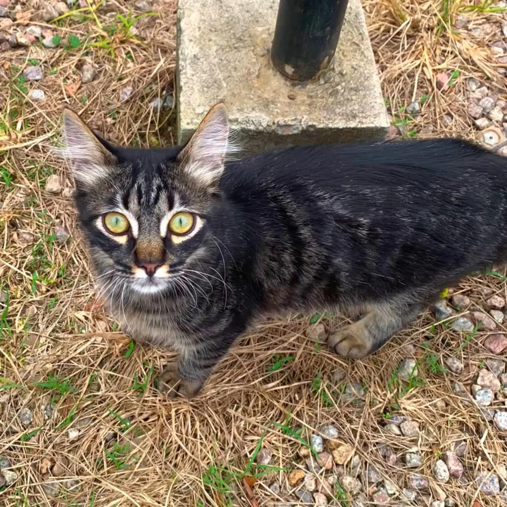 Príncipe, gato de porte pequeno para adoção em Tijucas - SC