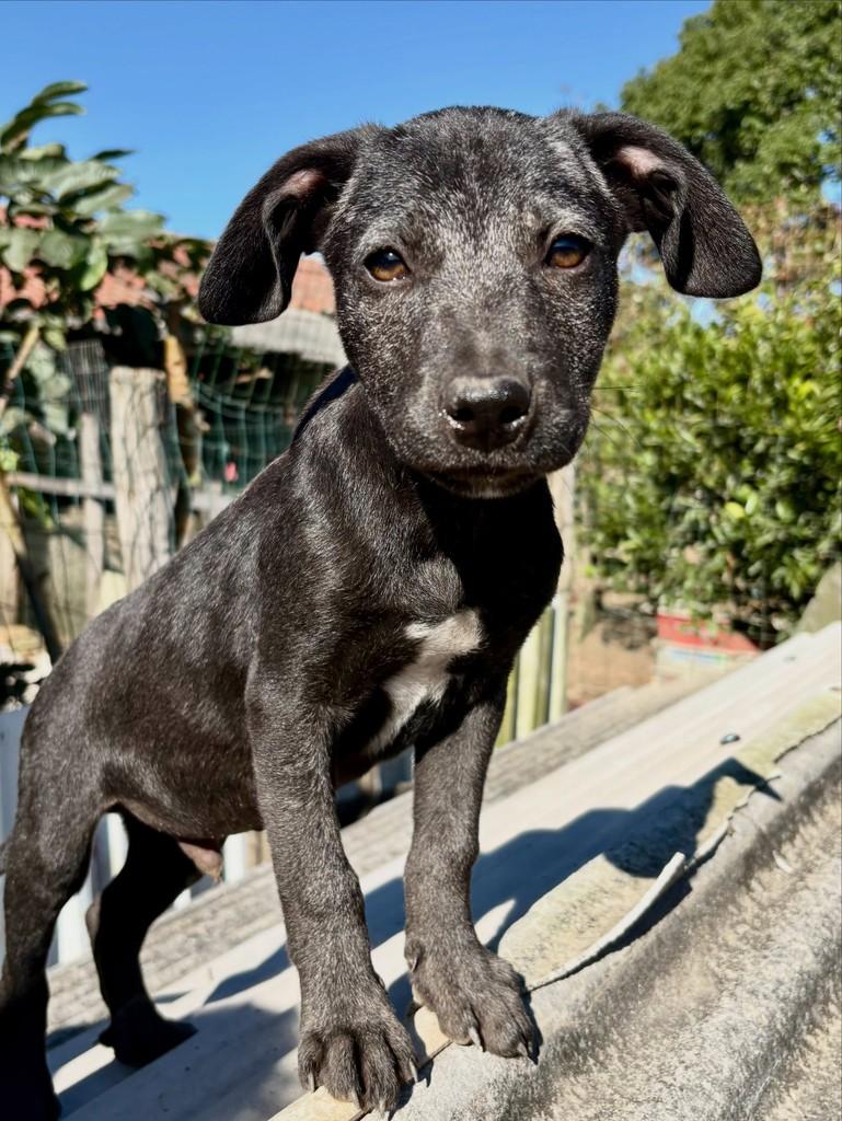 Freddie, cachorro de porte médio para adoção em Tijucas - SC