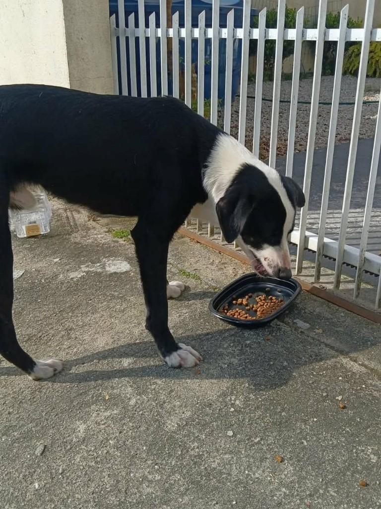 Peludinho, cachorro de porte médio para adoção em Tijucas - SC