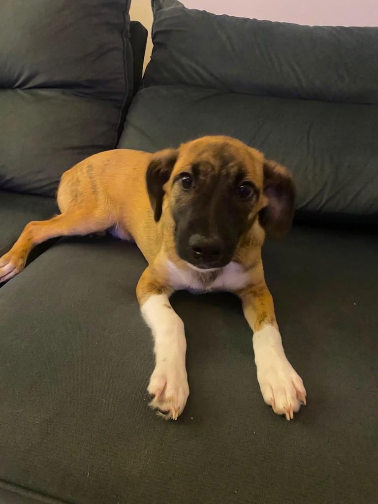 Luck, cachorro de porte médio para adoção em Tijucas - SC