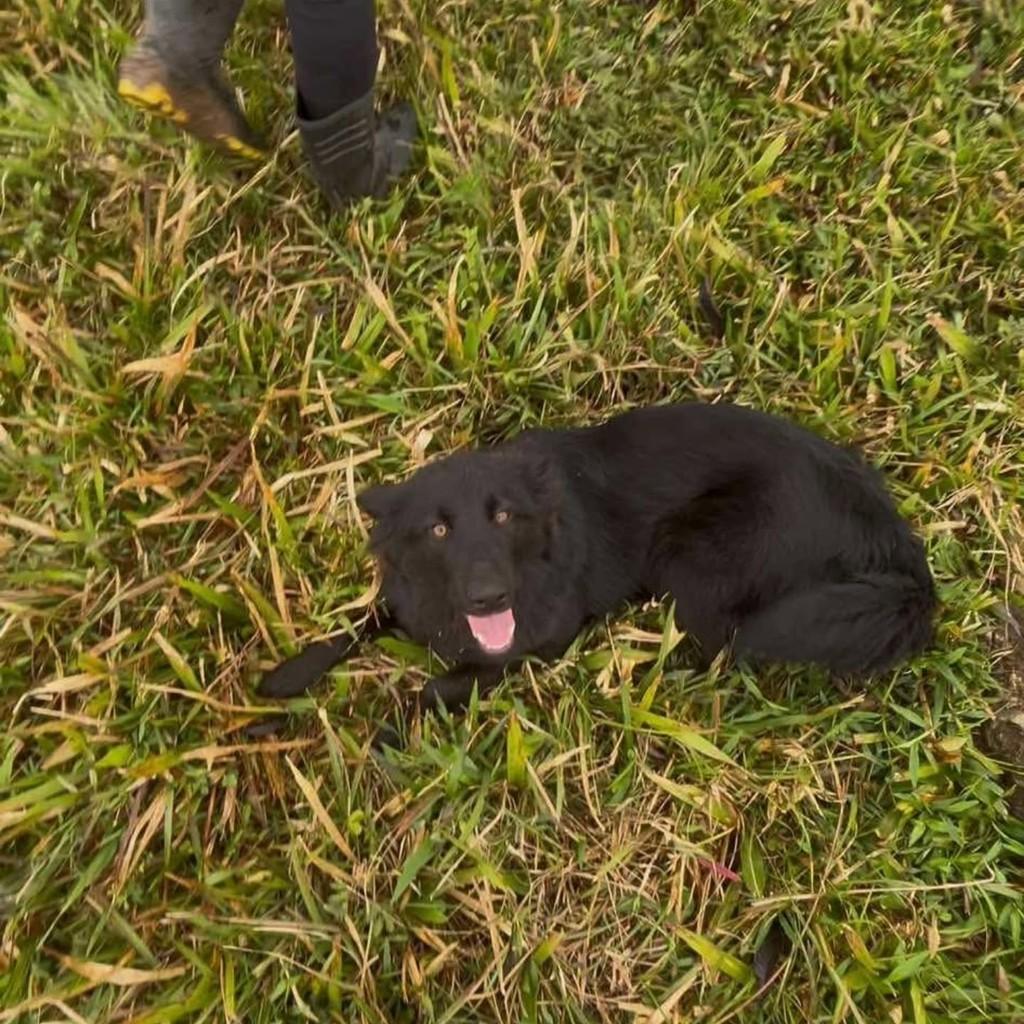 Peludinha, cachorro de porte médio para adoção em Tijucas - SC