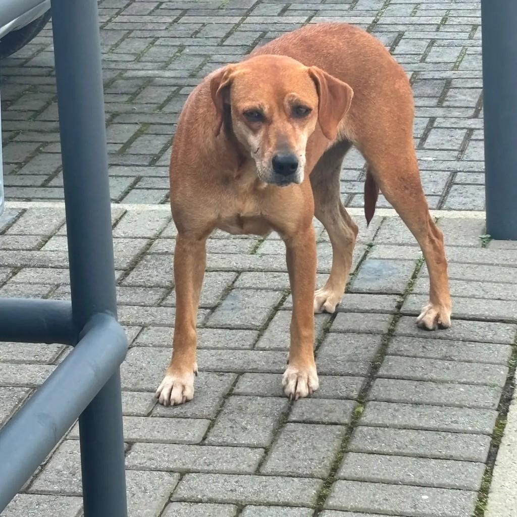 Cachorrinha, cadela de porte médio para adoção em Tijucas - SC