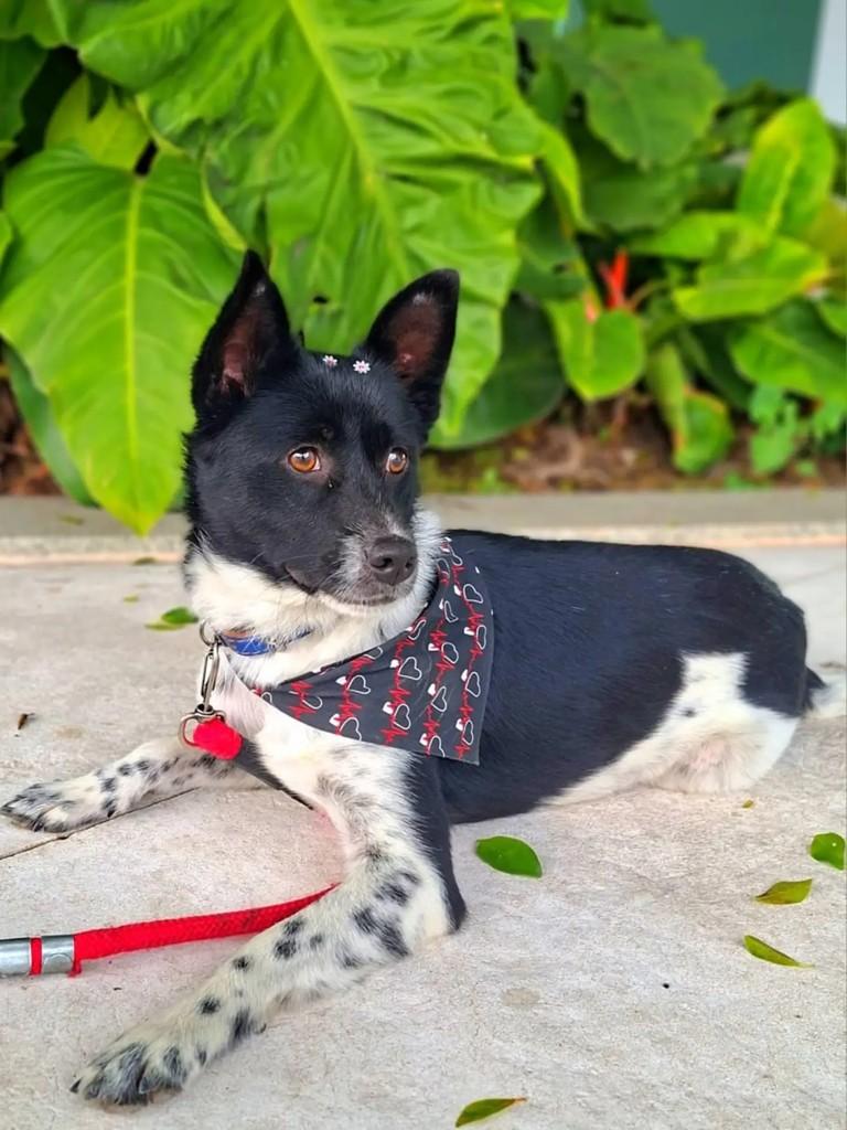 Moana, cadela de porte pequeno para adoção em Tijucas - SC