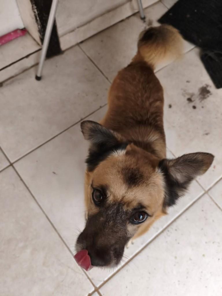 Mocinho, cachorro de porte médio para adoção em Tijucas - SC