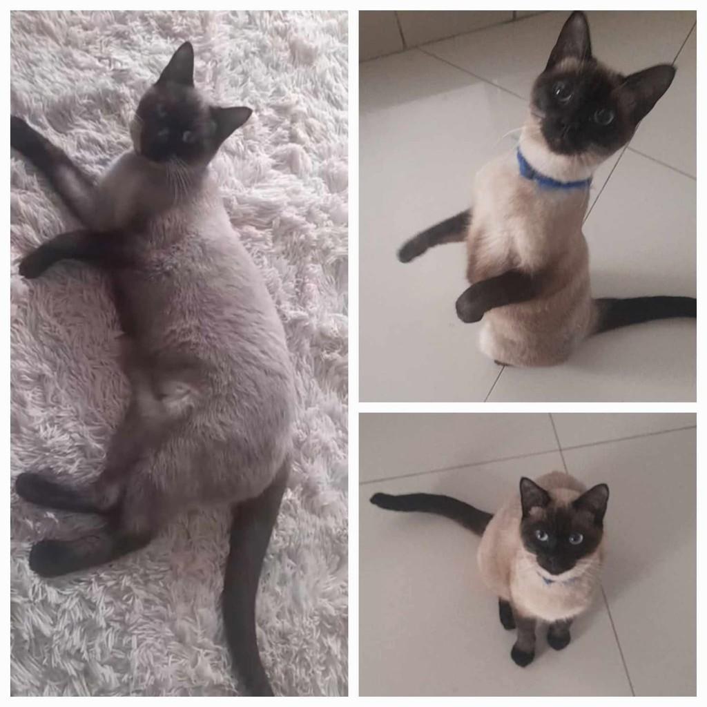 Romeu, gato de porte pequeno para adoção em Porto Belo - SC