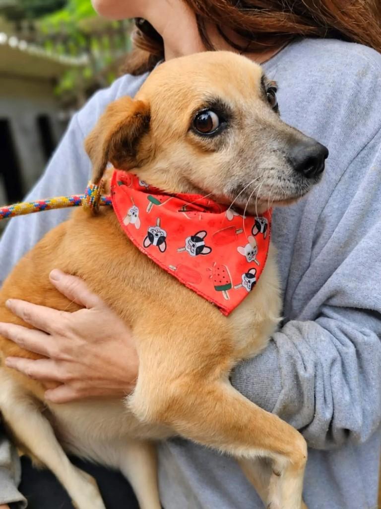 Fino, cachorro de porte médio para adoção em Tijucas - SC