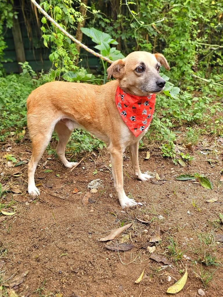 Fino, cachorro de porte médio para adoção em Tijucas - SC — foto 5 de 5