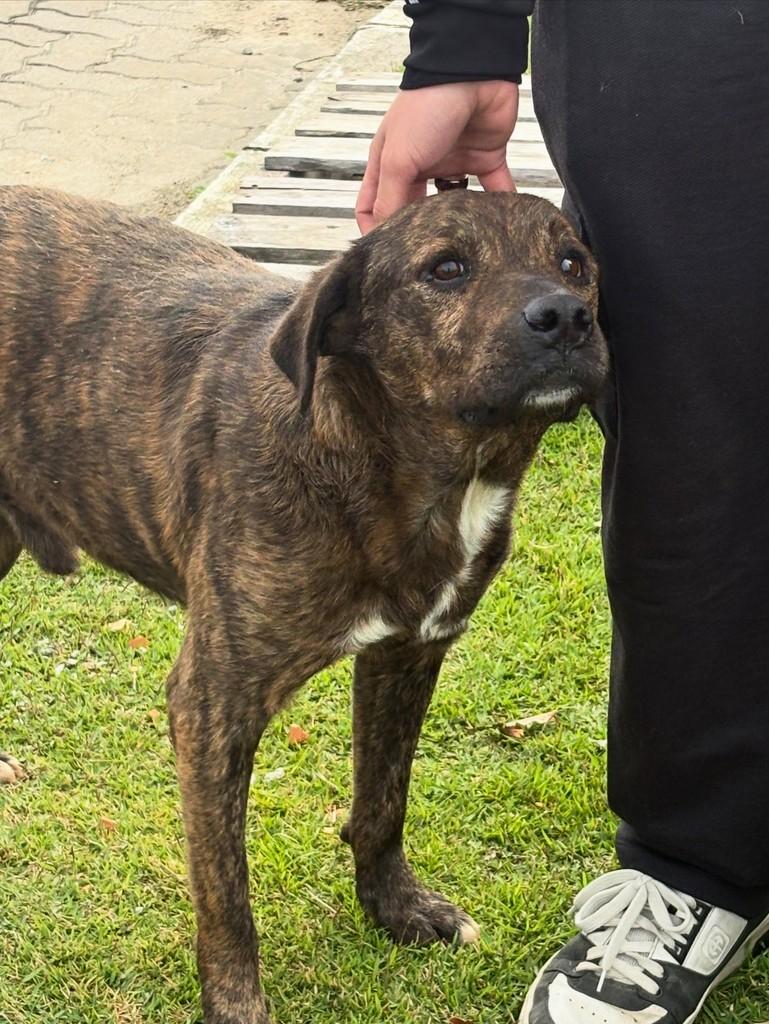 Senhorzinho, cachorro de porte médio para adoção em Tijucas - SC