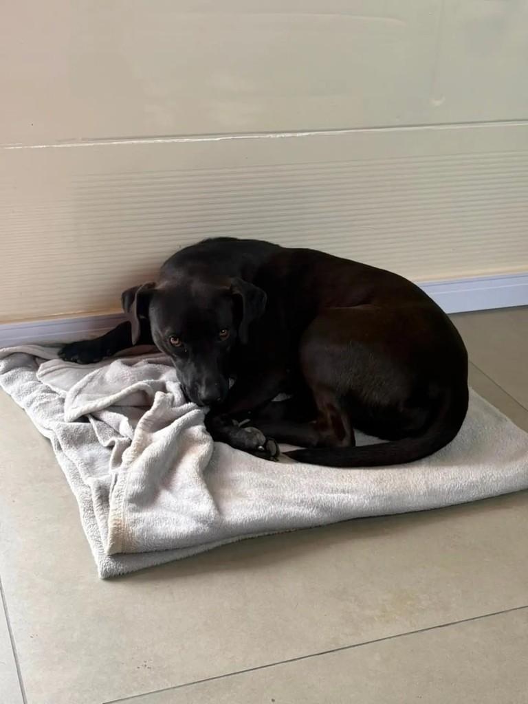 Pretinha, cadela de porte pequeno para adoção em Tijucas - SC