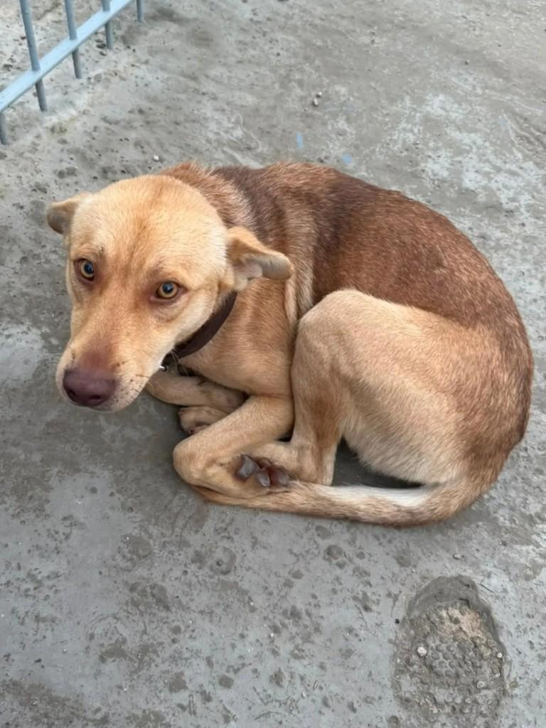 Simba, cachorro de porte médio para adoção em Tijucas - SC