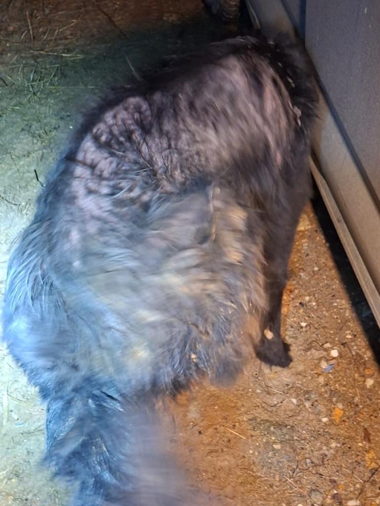 Jorge, cachorro de porte médio para adoção em Tijucas - SC