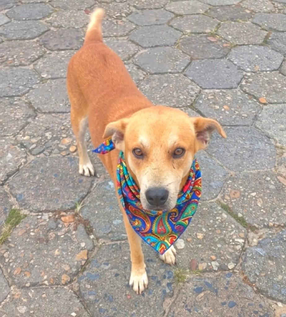Caramelo, cachorro de porte médio para adoção em Tijucas - SC