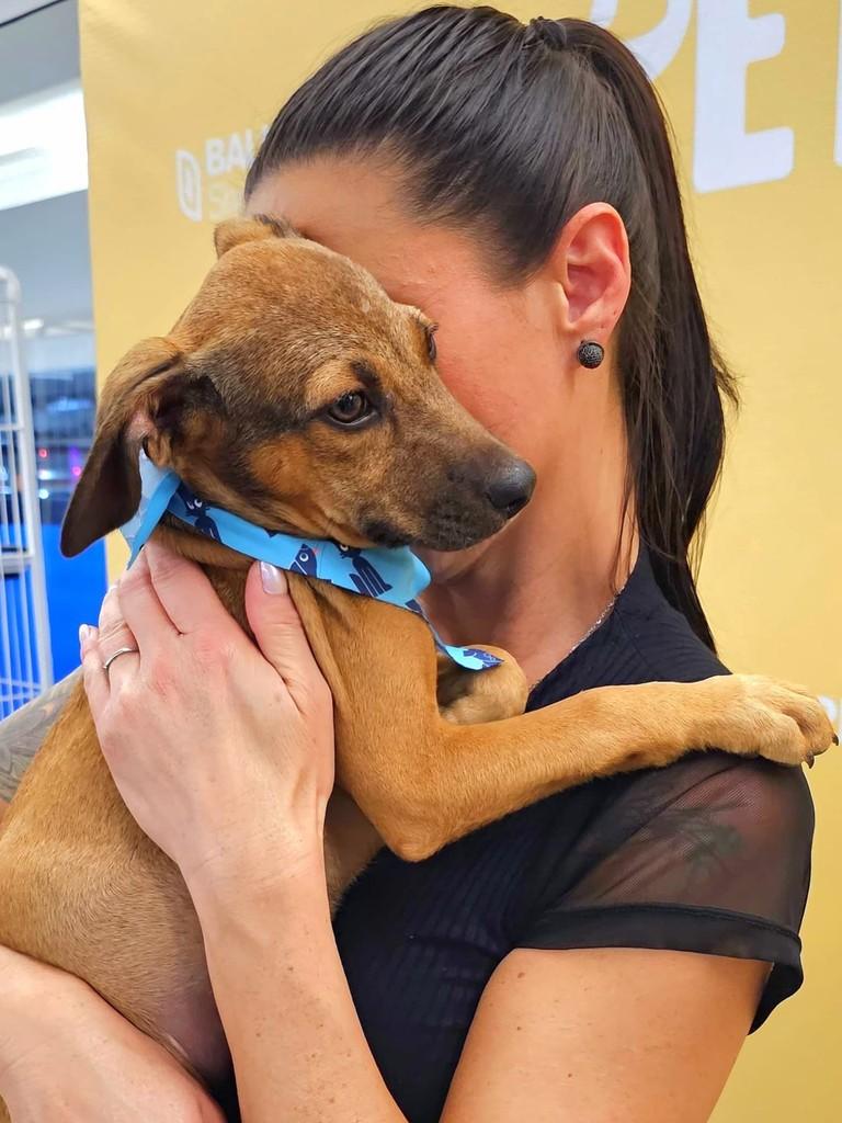 Scooby-doo, cachorro de porte médio para adoção em Tijucas - SC