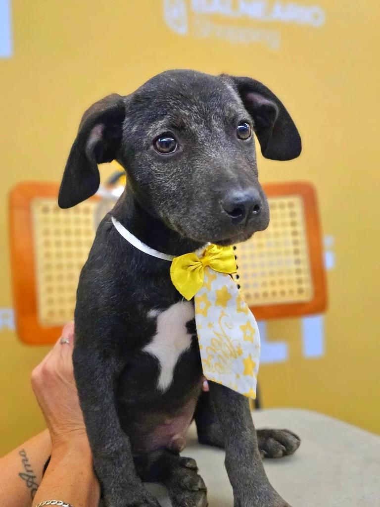 Sushi, cachorro de porte médio para adoção em Tijucas - SC