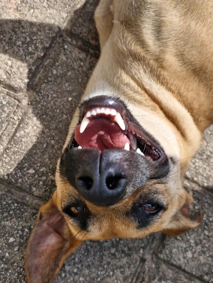 Fofinha, cachorro de porte médio para adoção em Tijucas - SC