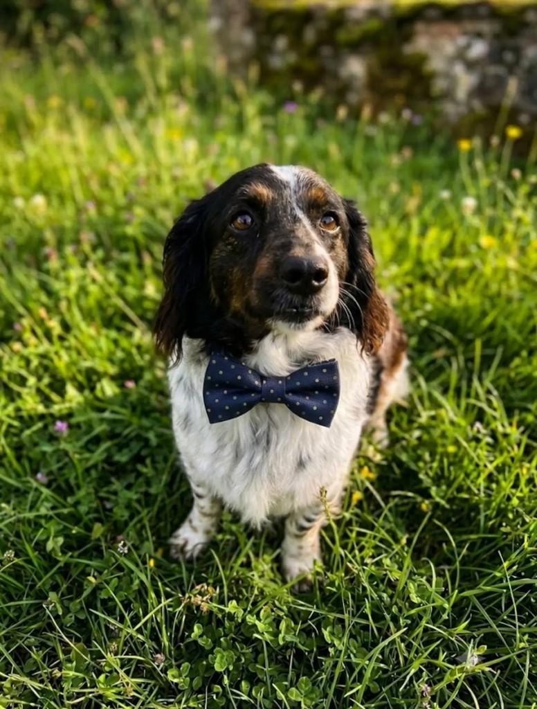 Negresco, cachorro de porte pequeno para adoção em Tijucas - SC