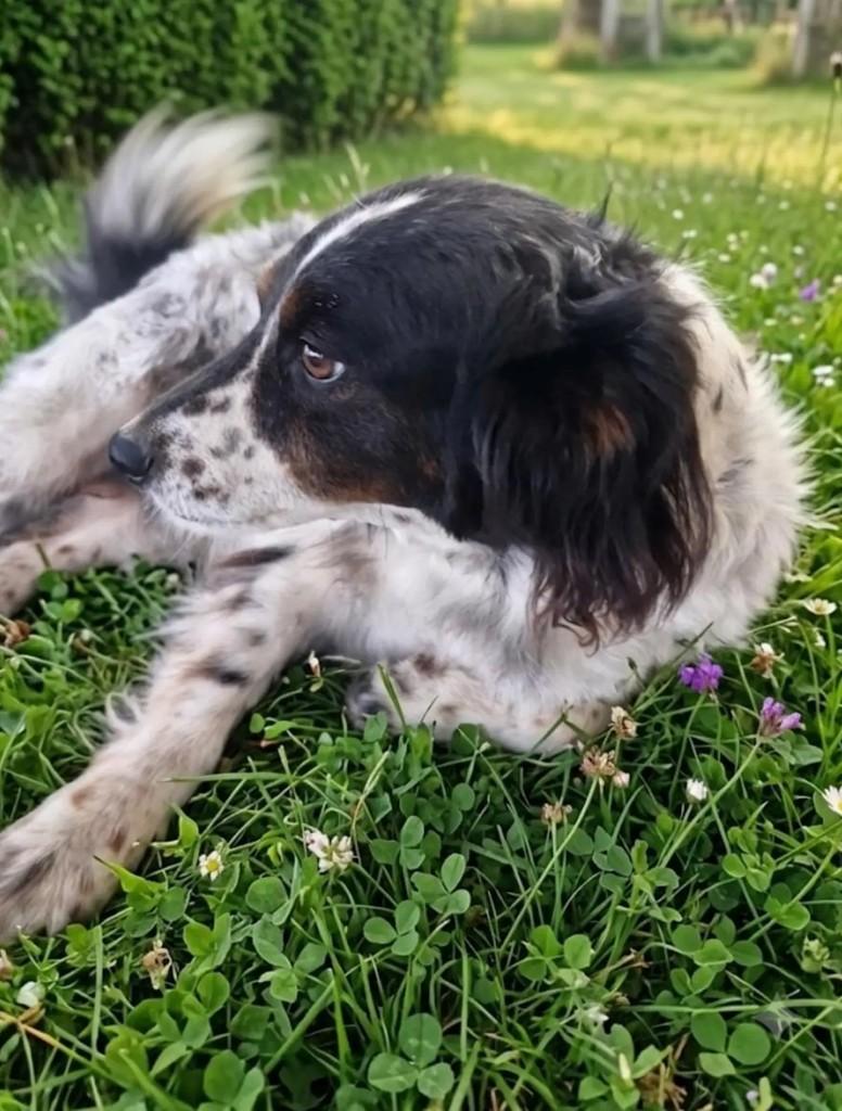 Negresco, cachorro de porte pequeno para adoção em Tijucas - SC — foto 2 de 3