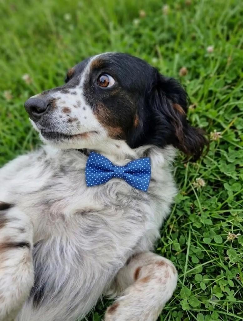 Negresco, cachorro de porte pequeno para adoção em Tijucas - SC — foto 3 de 3