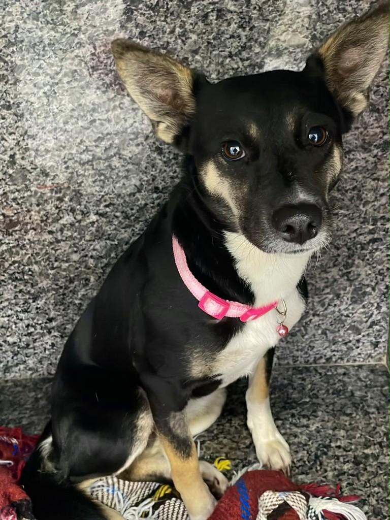 Mocinha, cadela de porte pequeno para adoção em Tijucas - SC