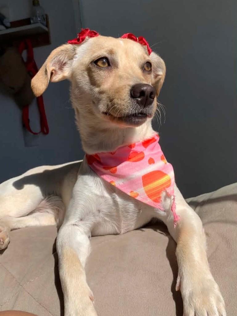 Belinha, cachorro de porte pequeno para adoção em Tijucas - SC