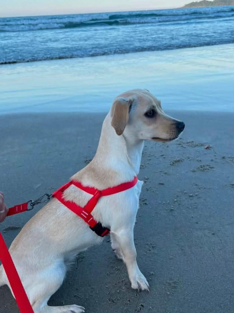 Belinha, cachorro de porte pequeno para adoção em Tijucas - SC — foto 2 de 2