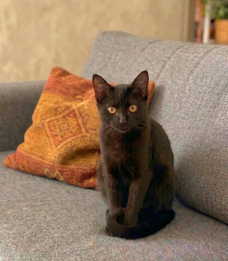 Maya, gata de porte pequeno para adoção em Tijucas - SC
