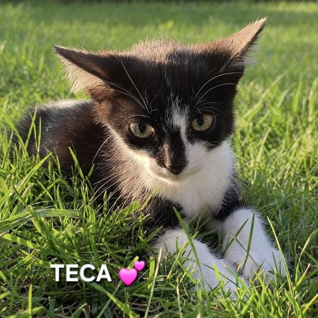 Teca, gata de porte pequeno para adoção em Tijucas - SC