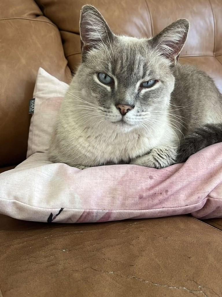 Kedele, gato de porte médio para adoção em Tijucas - SC