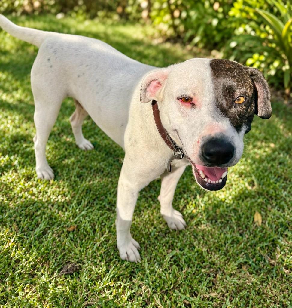 Pirata, cachorro de porte médio para adoção em Tijucas - SC
