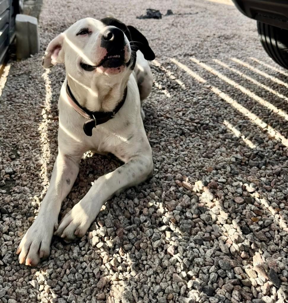 Pirata, cachorro de porte médio para adoção em Tijucas - SC — foto 2 de 4