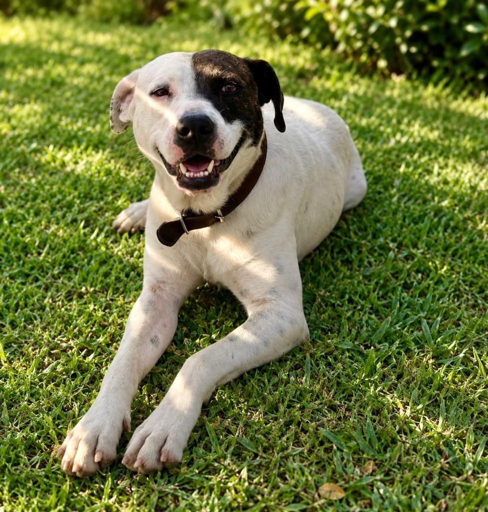 Pirata, cachorro de porte médio para adoção em Tijucas - SC — foto 3 de 4