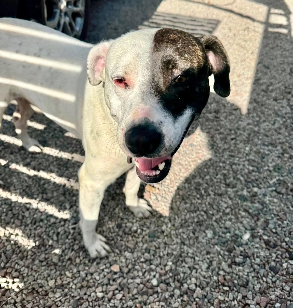 Pirata, cachorro de porte médio para adoção em Tijucas - SC — foto 4 de 4