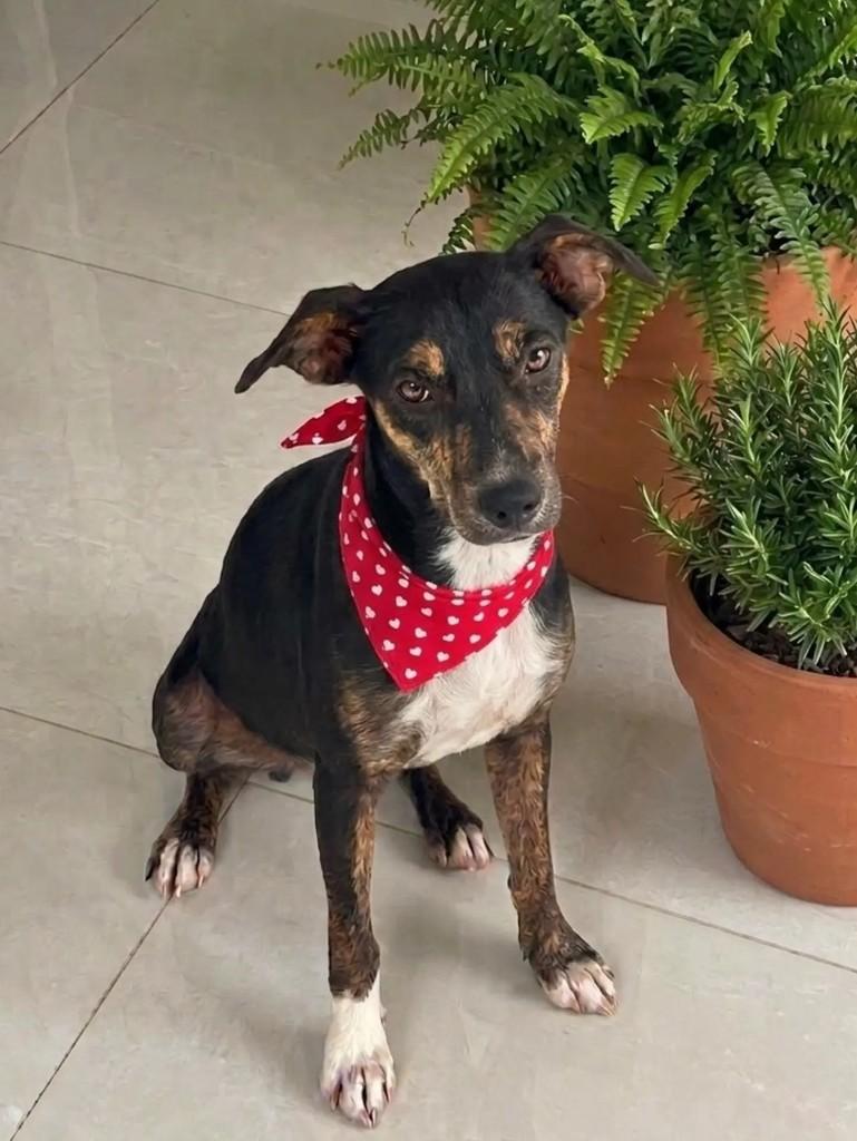 Lindinha, cadela de porte pequeno para adoção em Tijucas - SC