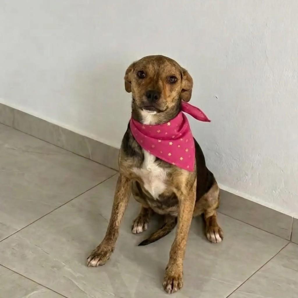 Florzinha, cadela de porte médio para adoção em Tijucas - SC