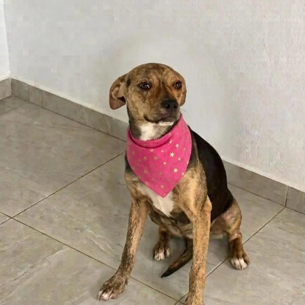 Florzinha, cadela de porte médio para adoção em Tijucas - SC — foto 2 de 2