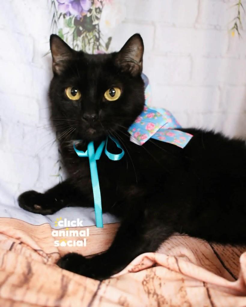 Mika, gata para adoção em Rio de Janeiro - RJ