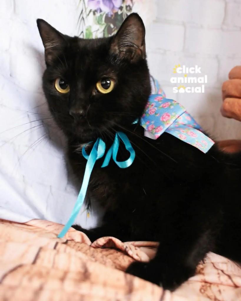 Mika, gata para adoção em Rio de Janeiro - RJ — foto 2 de 5