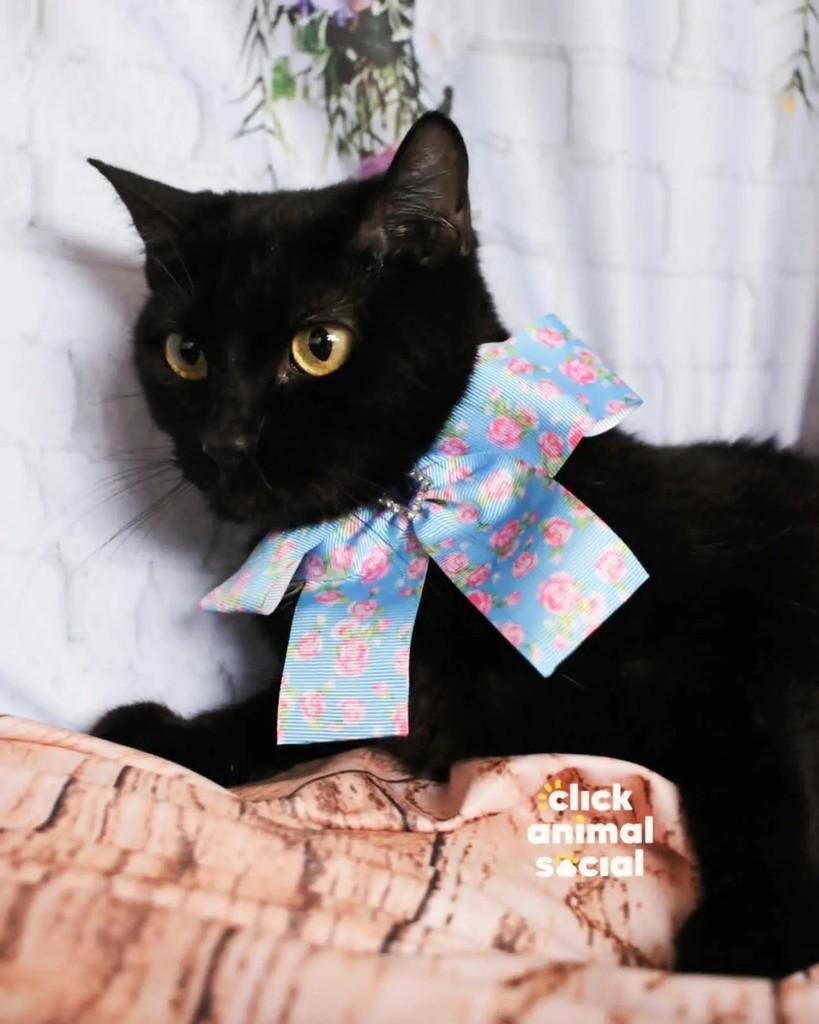 Mika, gata para adoção em Rio de Janeiro - RJ — foto 3 de 5
